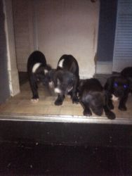 Beautiful All Black/Black and White 3 month old puppies