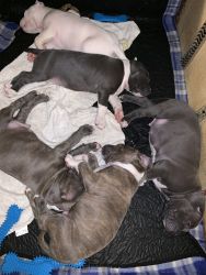 Pit bull puppies for sale 6 weeks