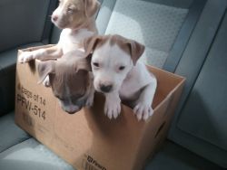 Super cute pit puppies