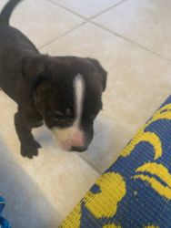 American pitbull one month old