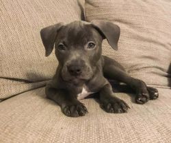 Blue nose Pitbull puppies