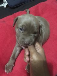Baby pit for sell