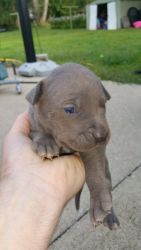 9 Week Old CKC Blue American Pit Bull! ! Only 1 Female Left! !