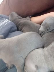 Blue Pit Terrier Pups