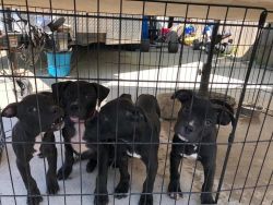 Bull Terrier Pups for sale