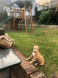 3 month pitbull puppy
