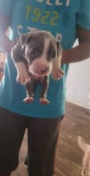 2 month Baby Male Bluenose pitbull