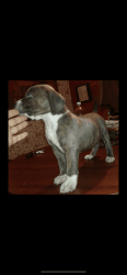 Female Pitbull puppy for sale