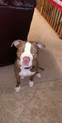 One year old pitbull needs new home