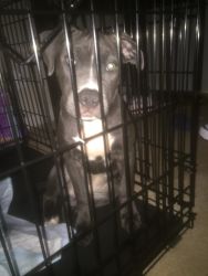 American Blue Nose Pit Bull Terrier