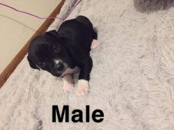 Pitbull puppies looking for forever home