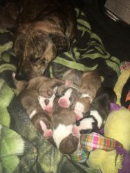 Brindle Pitbull puppies for sale born on November 4th! 5 boys 3 girls