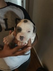 2 adorable female pit bull puppies in time for Christmas