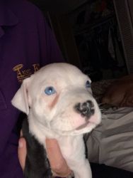 Pitt puppies for sale