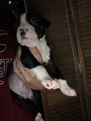 Pit Bull Puppy for sale