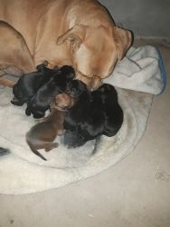 Rottweiler/pitbull puppies