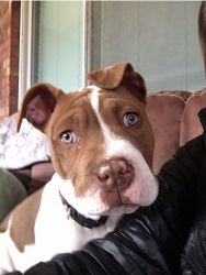 Need to rehome 11month old Pit Bull