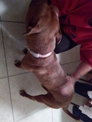 We have a red noes pitbull for sell