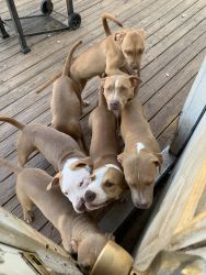 Puppy pits needs new home