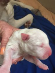 Rare solid white red nose pit bull puppies
