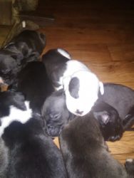 Full blood pit bull puppies blue nose