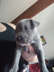 Blue nose puppies