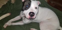 Terrier Pitbull 15 months Female looking for playmate and forever home