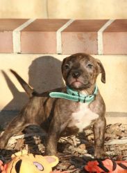 Active American Pit Bull Terrier puppies For Sale.