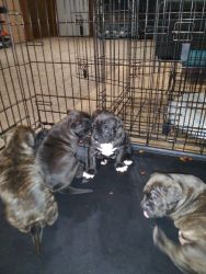 Pittbull puppies for sale brindle 3 males 1 female.