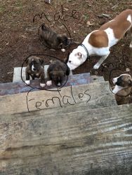 American pitbull terrior and cur mix puppies for sale