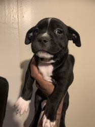 7 week old pitbull puppies