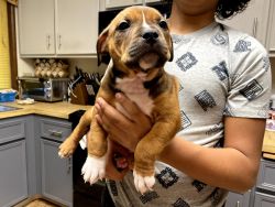 Strong healthy 7 week old puppies for sale