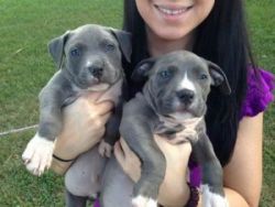 Cute Akc Blue Nose American Pitbull Terrier Puppies
