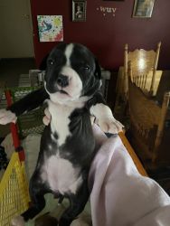 black,white,brindle pitbull mix puppy