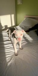 White pit pull puppy for sale 11 months old