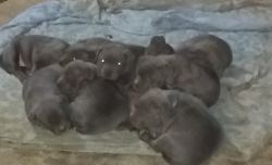 Blue Nose Pitbull Puppies for Sale