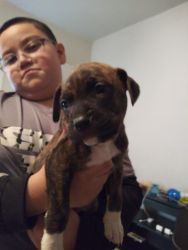 Pit bull boxer mix puppies