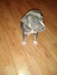 Beautiful pure breed UKC registered Pitbull Terrior puppies for sale