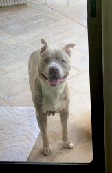 Well-Behaved Pit-Bull needs home