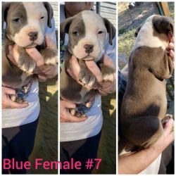 UKC puppies for sale