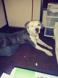 Bluepit 1 year old for sale