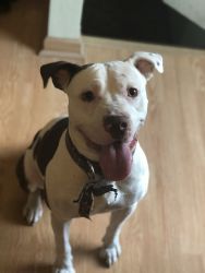 2 year old pup need a home