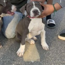 I have 2 bluenosed pitbull puppies 4&½ months old