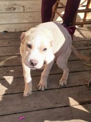 Male Blue Pitbull Puppy Need New Loving Home!