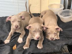 Sweet red nose pit bull puppies