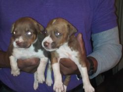 Give pit puppies away to good home