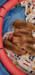 Pitbull terrier puppies for sale
