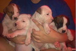 pit bull puppies for sell