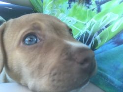 Red nose pit puppy