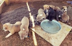 5 week old Boder Collie/Pitbull mix puppies